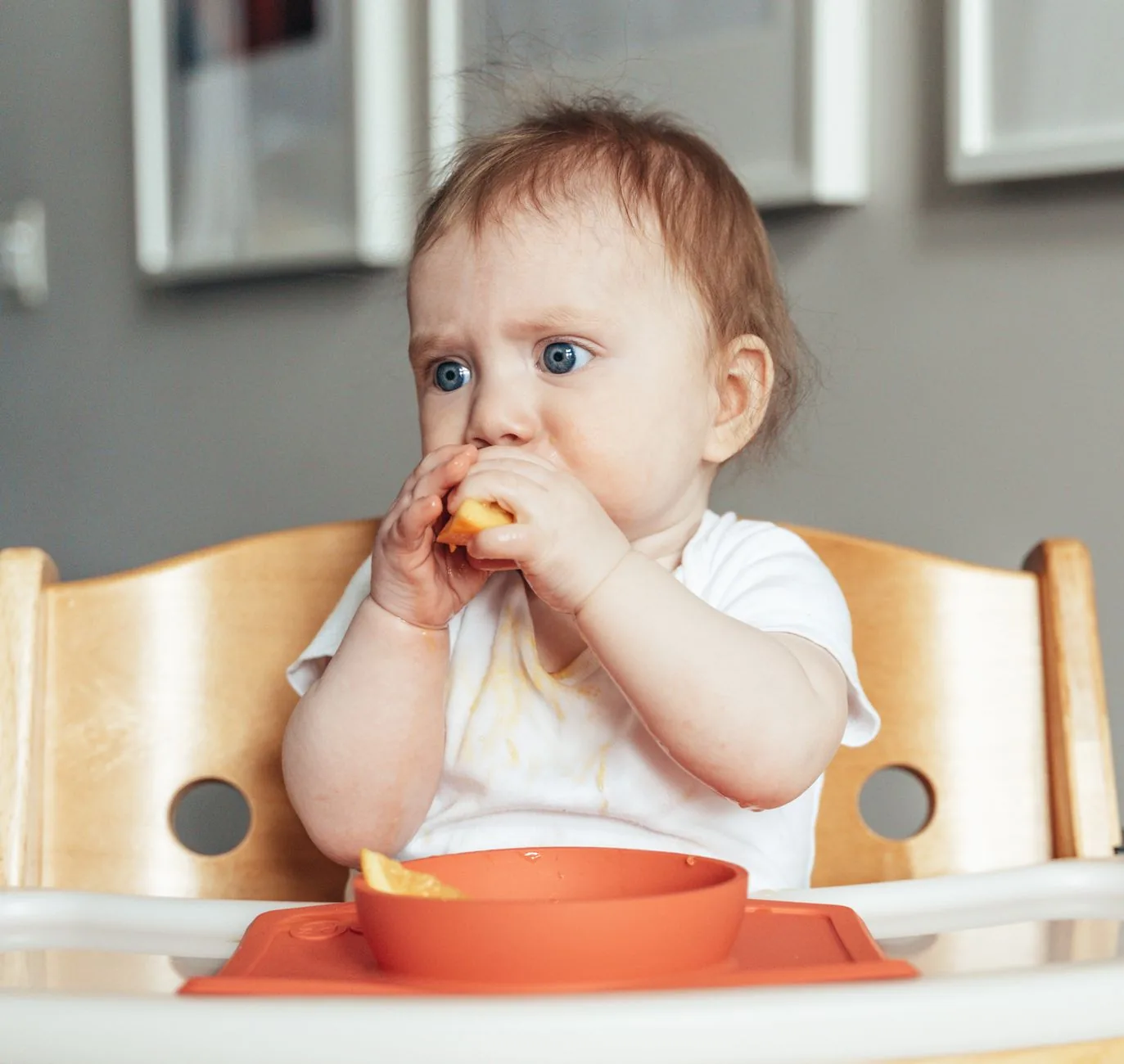A cute baby in a highchair eating a slice of fruit during their first meal experience