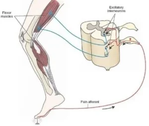 Pain CNS